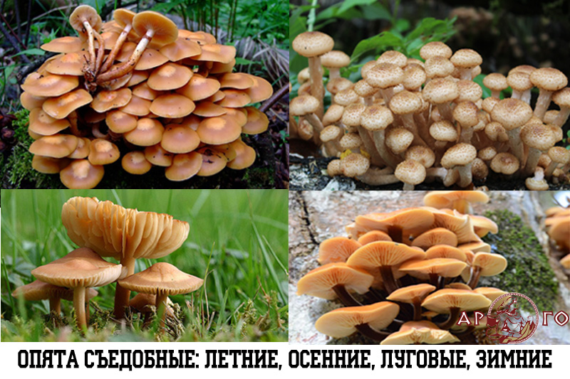 Опята грибы фото съедобные и ложные